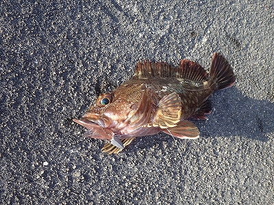 爆釣！ガシラ&アコウ！