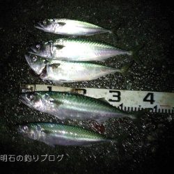 まさかの大サバフィーバー！