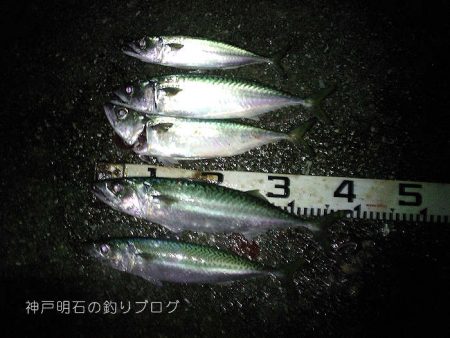 まさかの大サバフィーバー！