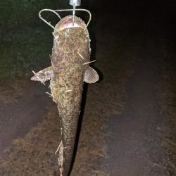 秋ナマズ　感謝の2匹