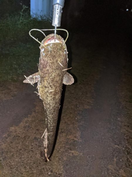 秋ナマズ　感謝の2匹