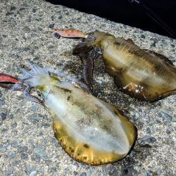 遠征！ええサイズで楽しめました(・x・*)