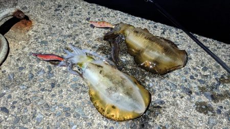 遠征！ええサイズで楽しめました(・x・*)…