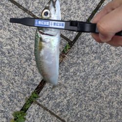 今日もサバだった