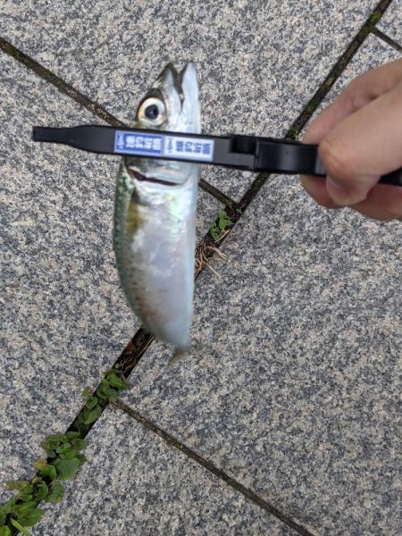 今日もサバだった