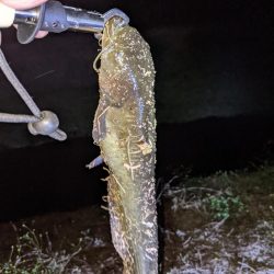 ガセネタ（笑）