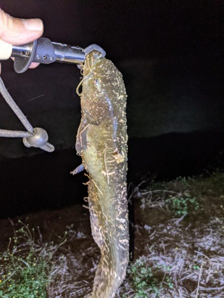 ガセネタ（笑）