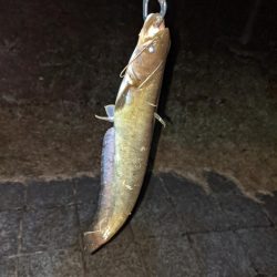 夜のトップウォーター