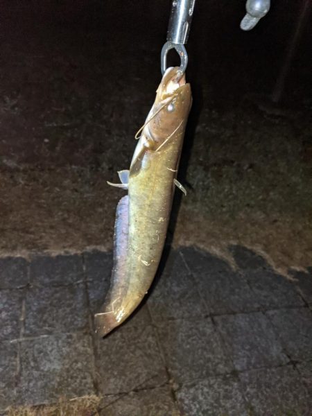 夜のトップウォーター