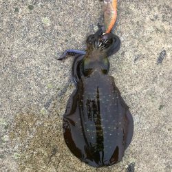 2021佐渡ヶ島 エギング 31回目