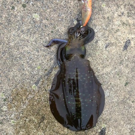 2021佐渡ヶ島 エギング 31回目