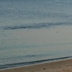 青物調査のハズが？(Vol 2)