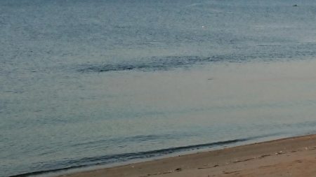 青物調査のハズが？(Vol 2)