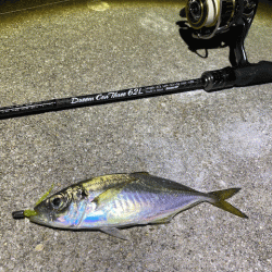 懲りずにナイトエギングにチャレンジ