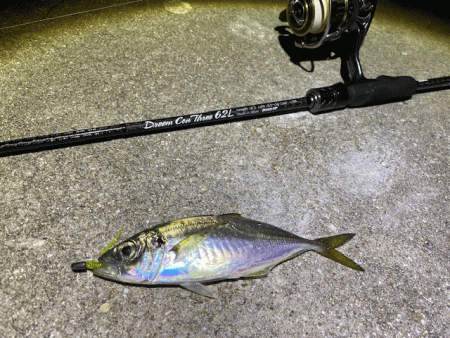 懲りずにナイトエギングにチャレンジ