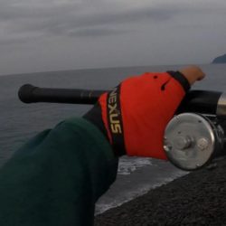 カツオが順調に釣れています