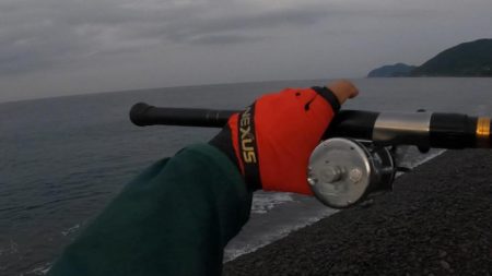 カツオが順調に釣れています