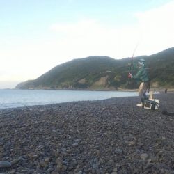 カツオ、ムラあるも順調です。