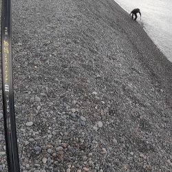 スマ(平ソーダカツオ)一匹だけでした。