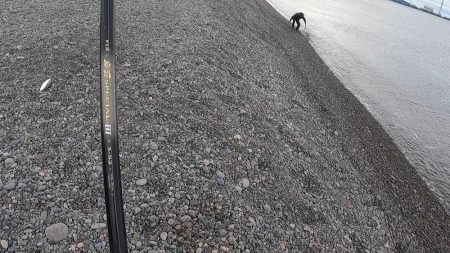 スマ(平ソーダカツオ)一匹だけでした。