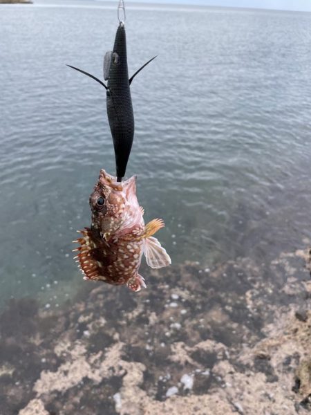 最新エギングロッドで秋イカエギング、アオリイカ釣果
