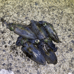 姫路離島のアジとケンサキイカとアオリイカ