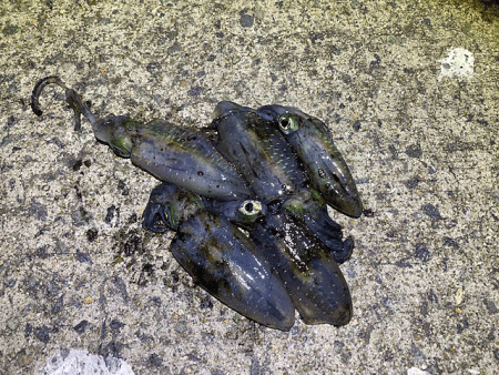 姫路離島のアジとケンサキイカとアオリイカ