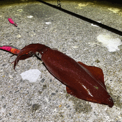 離島での底ネチネチなナイトエギングとショアジギング