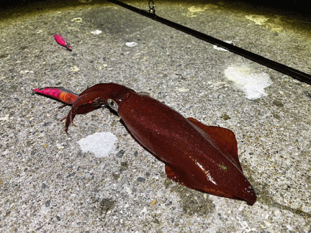 離島での底ネチネチなナイトエギングとショアジギング