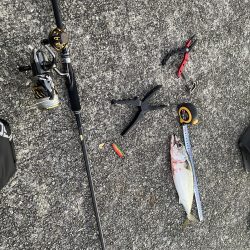 沖堤防にて大サバと今年初の鰆