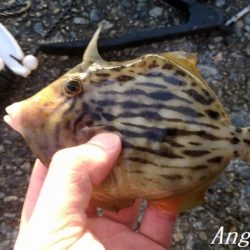 カワハギ&大サバ祭り！！