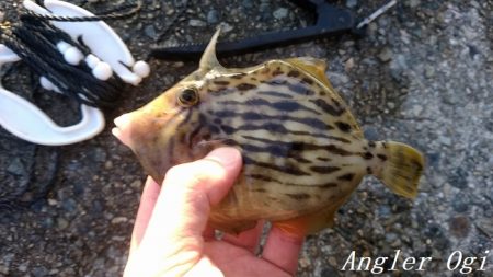 カワハギ&大サバ祭り！！