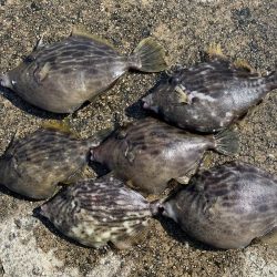 アジ&カワハギ&マハタ&太刀魚の生態調査