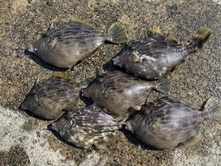 アジ&カワハギ&マハタ&太刀魚の生態調査