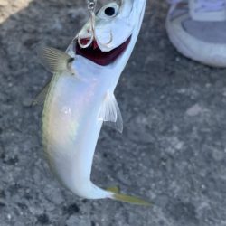 サバラッシュ!!