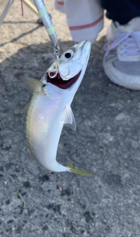 サバラッシュ!!