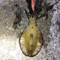 2021 佐渡ヶ島エギング