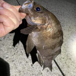 秋のライトゲーム