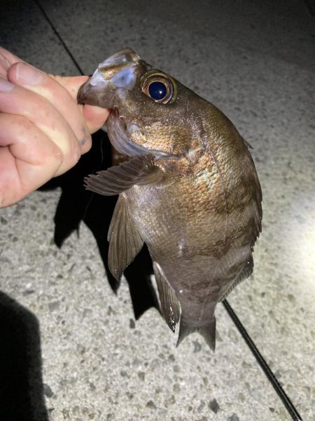 秋のライトゲーム