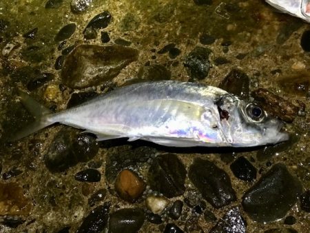 アオリイカとアジ