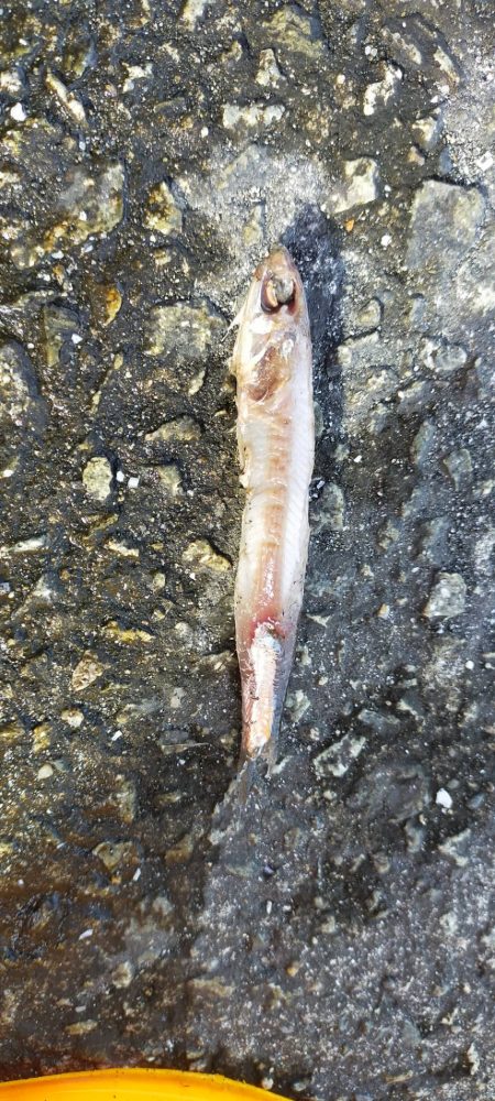 西宮ケーソンでサバゲー