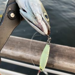 今朝は控え目な鯖無限城ww