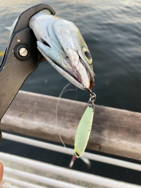 今朝は控え目な鯖無限城ww