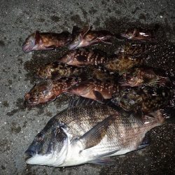 武庫一でライトワインド！