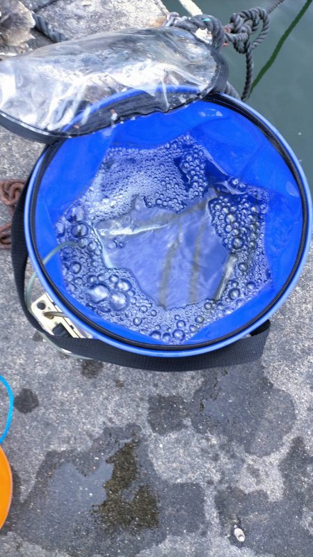 久々子湖のサヨリ