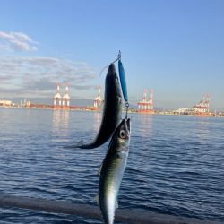 超鯖無限城。そしてアカエイ。。