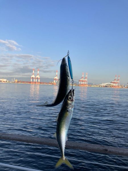 超鯖無限城。そしてアカエイ。。