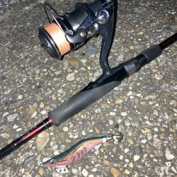 ポツポツとアオリイカとケンサキイカ4杯(^。^)