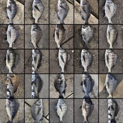 イチノ兄弟、釣果！