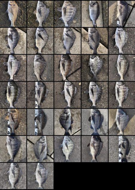 イチノ兄弟、釣果！